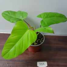 Load image into Gallery viewer, #102 Philodendron Golden Erubescens