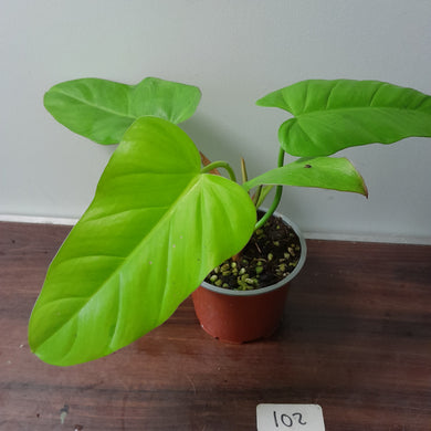 #102 Philodendron Golden Erubescens