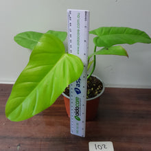 Load image into Gallery viewer, #102 Philodendron Golden Erubescens