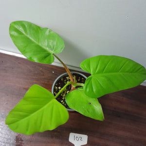 #102 Philodendron Golden Erubescens