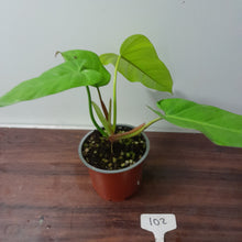 Load image into Gallery viewer, #102 Philodendron Golden Erubescens