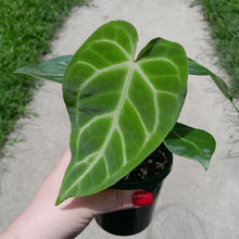 Load image into Gallery viewer, #10 Anthurium Magnificum - Possible x