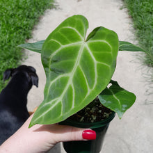Load image into Gallery viewer, #10 Anthurium Magnificum - Possible x