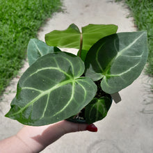 Load image into Gallery viewer, #10 Anthurium Magnificum - Possible x