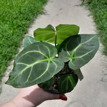 Load image into Gallery viewer, #10 Anthurium Magnificum - Possible x