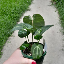Load image into Gallery viewer, #10 Anthurium Magnificum - Possible x