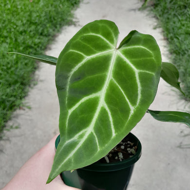 #10 Anthurium Magnificum - Possible x