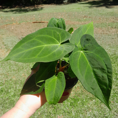 #106 Two x Headed Anthurium NOID