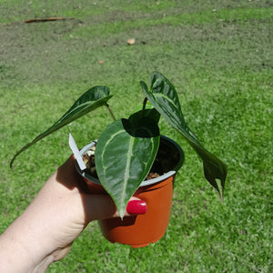 #109 Anthurium 'Black Sensation' x