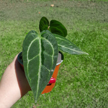 Load image into Gallery viewer, #109 Anthurium &#39;Black Sensation&#39; x