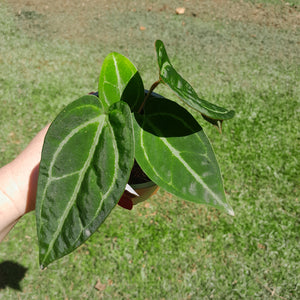 #109 Anthurium 'Black Sensation' x