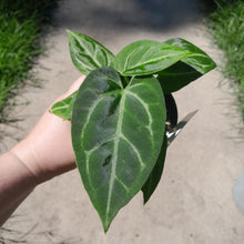 Load image into Gallery viewer, #10 Three x Headed Anthurium NOID
