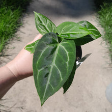 Load image into Gallery viewer, #10 Three x Headed Anthurium NOID