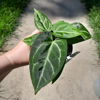 #10 Three x Headed Anthurium NOID