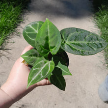 Load image into Gallery viewer, #10 Three x Headed Anthurium NOID