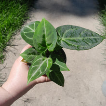 Load image into Gallery viewer, #10 Three x Headed Anthurium NOID