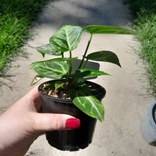Load image into Gallery viewer, #10 Three x Headed Anthurium NOID