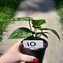Load image into Gallery viewer, #10 Three x Headed Anthurium NOID
