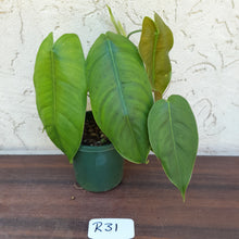 Load image into Gallery viewer, #R31 Philodendron Sharoniae