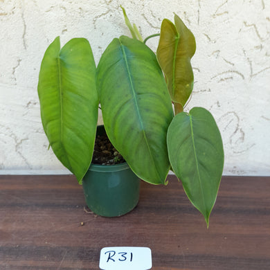 #R31 Philodendron Sharoniae