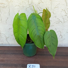 Load image into Gallery viewer, #R31 Philodendron Sharoniae