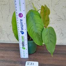 Load image into Gallery viewer, #R31 Philodendron Sharoniae