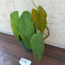 Load image into Gallery viewer, #R31 Philodendron Sharoniae