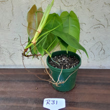 Load image into Gallery viewer, #R31 Philodendron Sharoniae