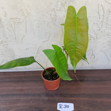 Load image into Gallery viewer, #R30 Philodendron Sharoniae