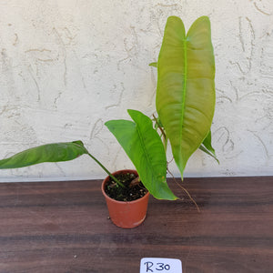 #R30 Philodendron Sharoniae