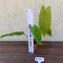 Load image into Gallery viewer, #R30 Philodendron Sharoniae