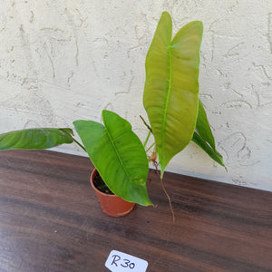 #R30 Philodendron Sharoniae