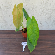 Load image into Gallery viewer, #R30 Philodendron Sharoniae