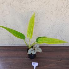 Load image into Gallery viewer, #R16 Philodendron Lemon Twist