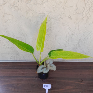 #R16 Philodendron Lemon Twist