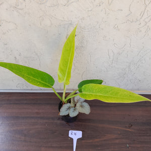 #R16 Philodendron Lemon Twist