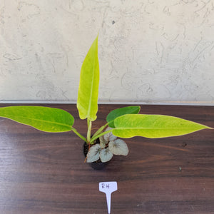 #R16 Philodendron Lemon Twist