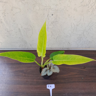 #R16 Philodendron Lemon Twist