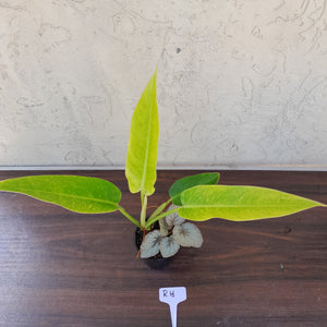 #R16 Philodendron Lemon Twist