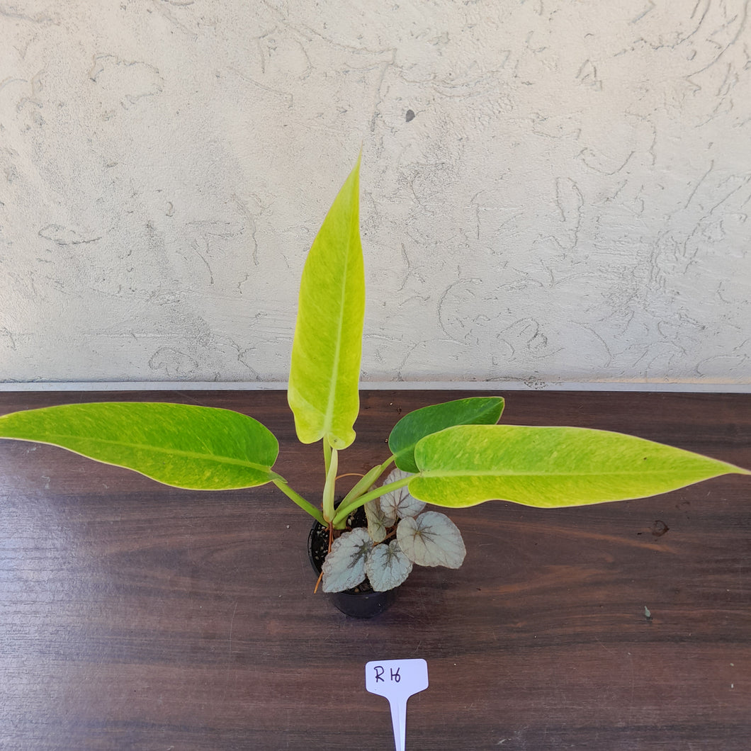 #R16 Philodendron Lemon Twist