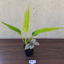 Load image into Gallery viewer, #R16 Philodendron Lemon Twist