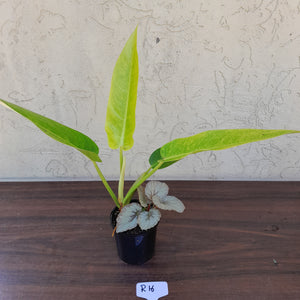 #R16 Philodendron Lemon Twist