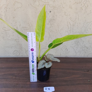 #R16 Philodendron Lemon Twist