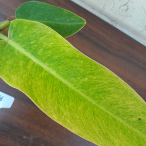 #R16 Philodendron Lemon Twist