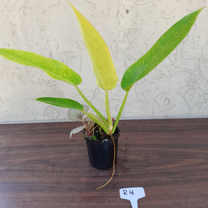 #R16 Philodendron Lemon Twist