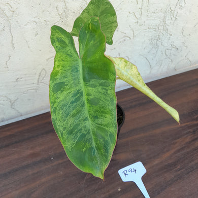 #R24 Philodendron Paraiso Verde