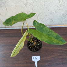 Load image into Gallery viewer, #R24 Philodendron Paraiso Verde