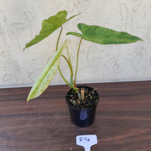 Load image into Gallery viewer, #R24 Philodendron Paraiso Verde