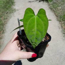 Load image into Gallery viewer, #J14 Anthurium (Papillilaminum x) x (Papillilaminum x Dressleri)