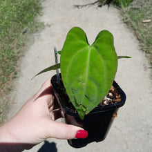 Load image into Gallery viewer, #J14 Anthurium (Papillilaminum x) x (Papillilaminum x Dressleri)